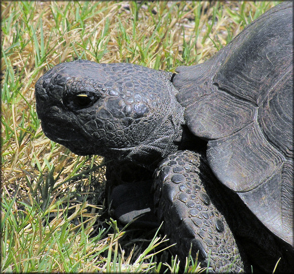 Gopher Tortoise [Gopherus polyphemus]