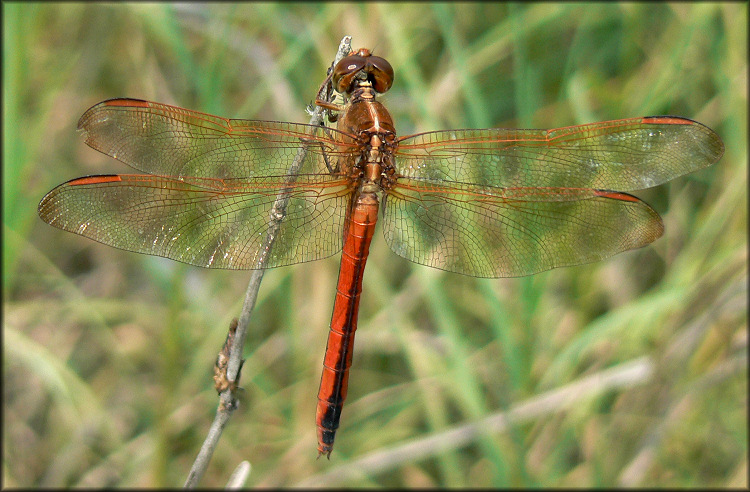 Golden-winged Skimmer (Libellula auripennis)