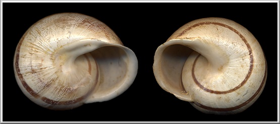 Sinistral Eobania vermiculata (Mller, 1774)