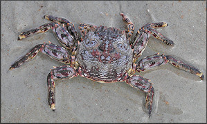 Plagusia depressa Tidal Spray Crab