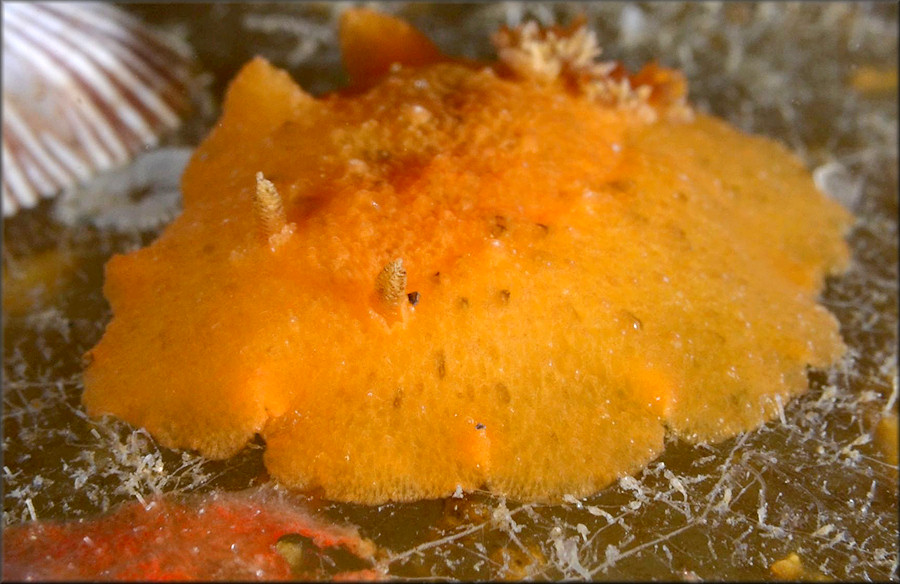 Geitodoris pusae (Er. Marcus, 1955)