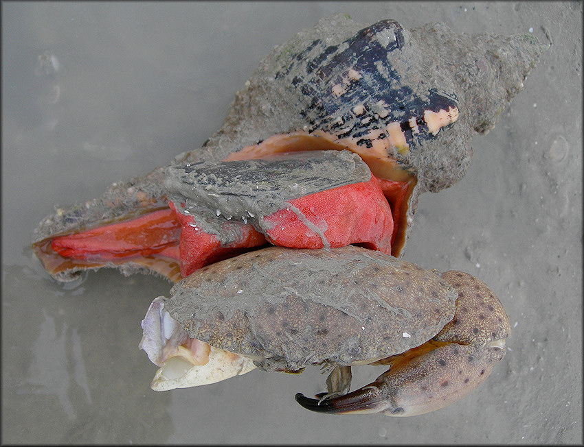 Triplofusus giganteus (Kiener, 1840) Devouring Deceased Stone Crab