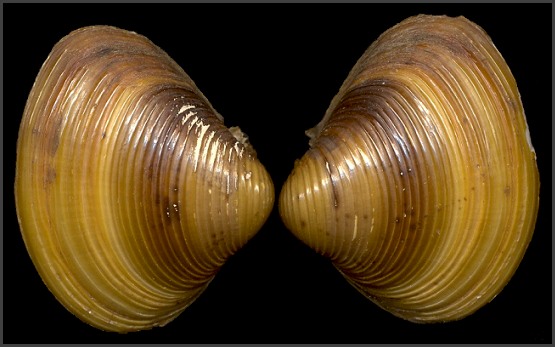Corbicula fluminea (Müller, 1774) Asian Clam
