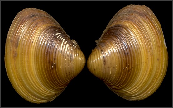 Corbicula fluminea (Mller, 1774) Asian Clam