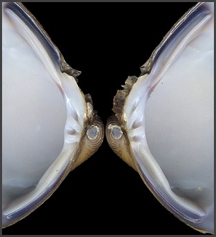 Corbicula fluminea (Mller, 1774) Asian Clam