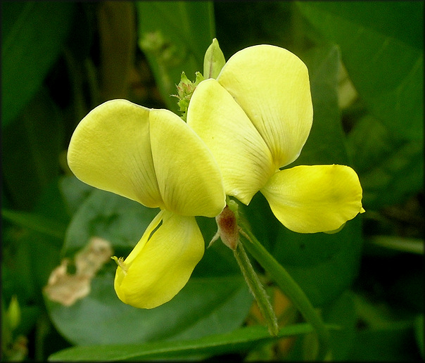 Hairypod Cowpea [Vigna luteola]