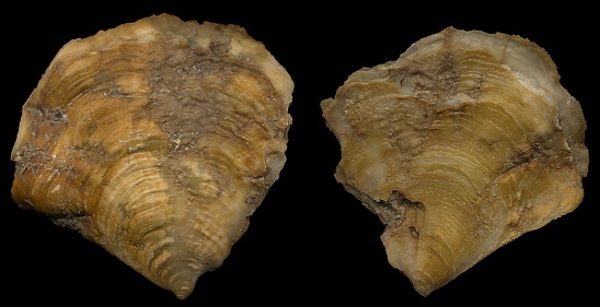 Cryptostrea permollis (G. B. Sowerby II, 1871) Sponge Oyster