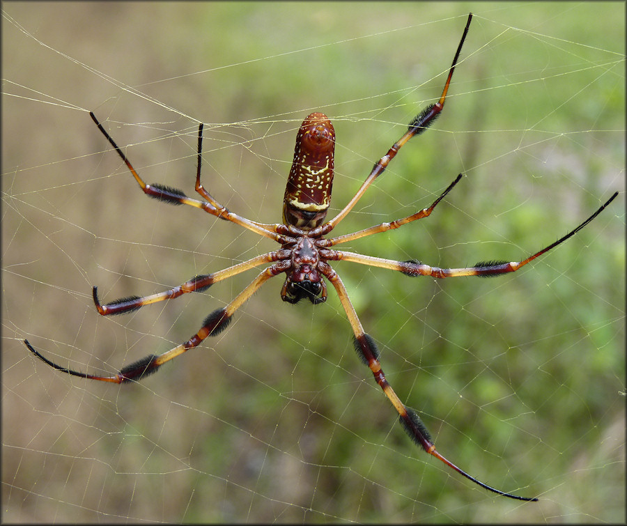 Golden Silk Spider [Nephila clavipes]