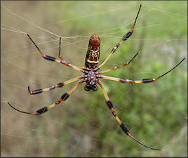 Golden Silk Spider [Nephila clavipes]