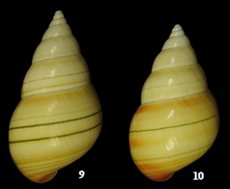 Liguus fasciatus aurantius Clench, 1929