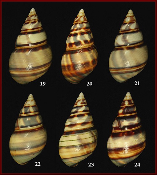 Liguus fasciatus barbouri Clench, 1929