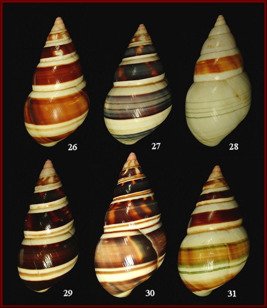 Liguus fasciatus castaneozonatus Pilsbry, 1912