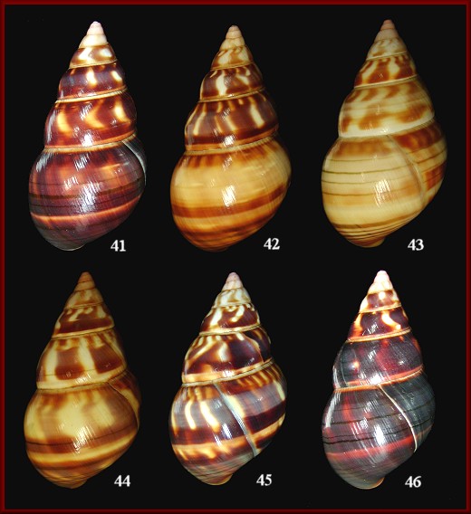 Liguus fasciatus castaneus Simpson, 1920