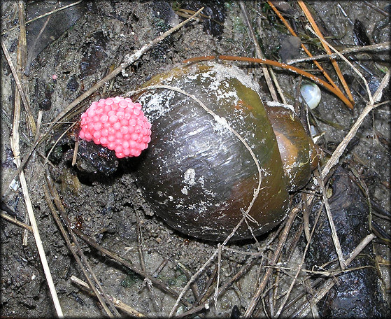 Pomacea canaliculata (Lamarck, 1822) Deceased Parent With Egg Clutch