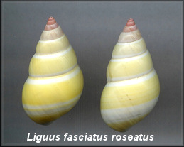 Liguus fasciatus roseatus
