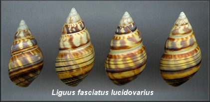 Liguus fasciatus lucidovarius