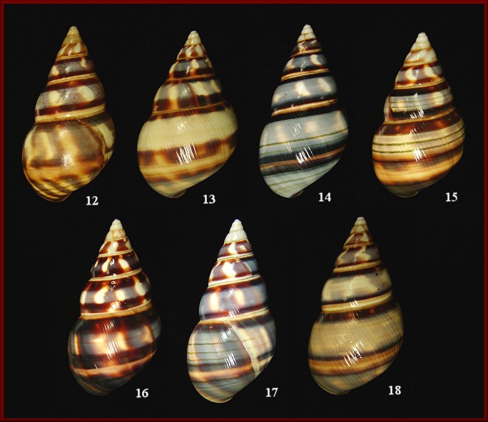 Liguus fasciatus barbouri Clench, 1929