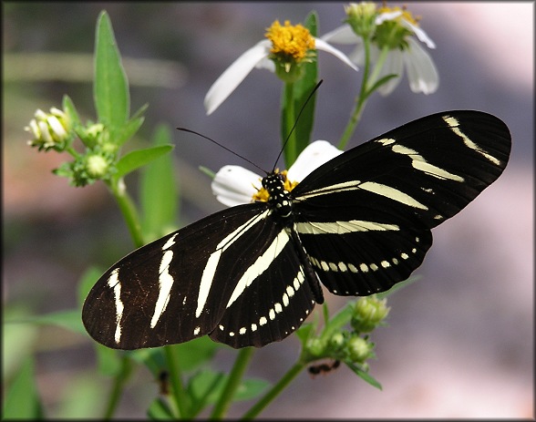 Zebra Longwing [Heliconius charitonius]