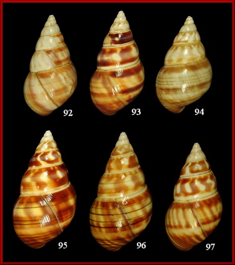 Liguus fasciatus farnumi Clench, 1929