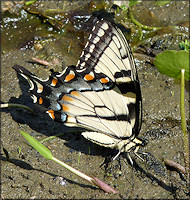 Eastern Tiger Swallowtail [Papilio glaucus]