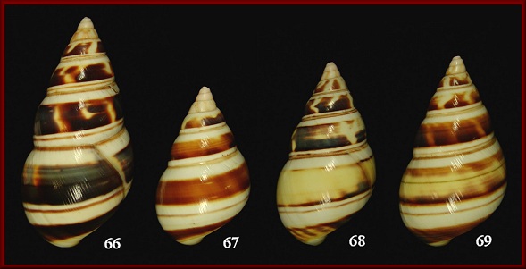 Liguus fasciatus deckerti Clench, 1935