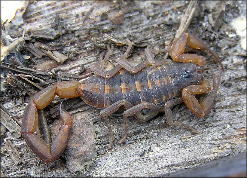 Hentz's Striped Scorpion [Centruroides hentzi]