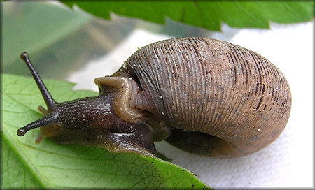 Living Daedalochila auriculata (Say, 1818) Found On 8/30/2008