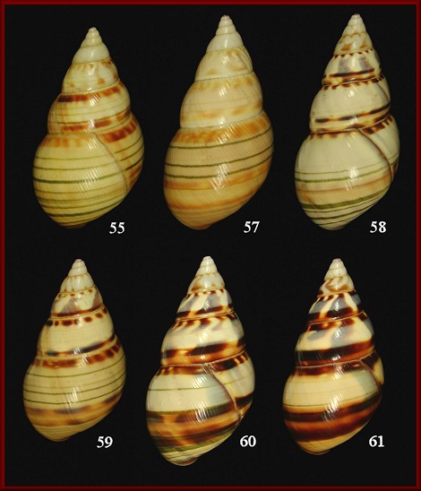 Liguus fasciatus clenchi Frampton, 1932