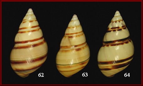 Liguus fasciatus clenchi Frampton, 1932