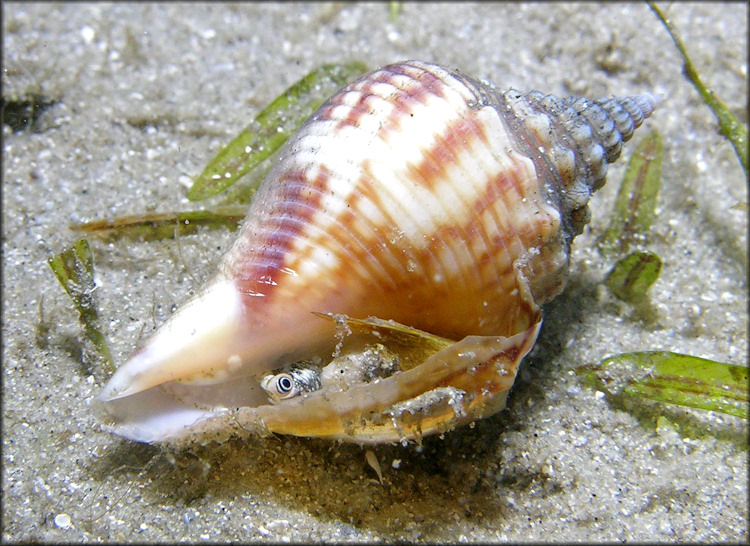 Strombus alatus Gmelin, 1791 Florida Fighting Conch Living Juvenile In Situ