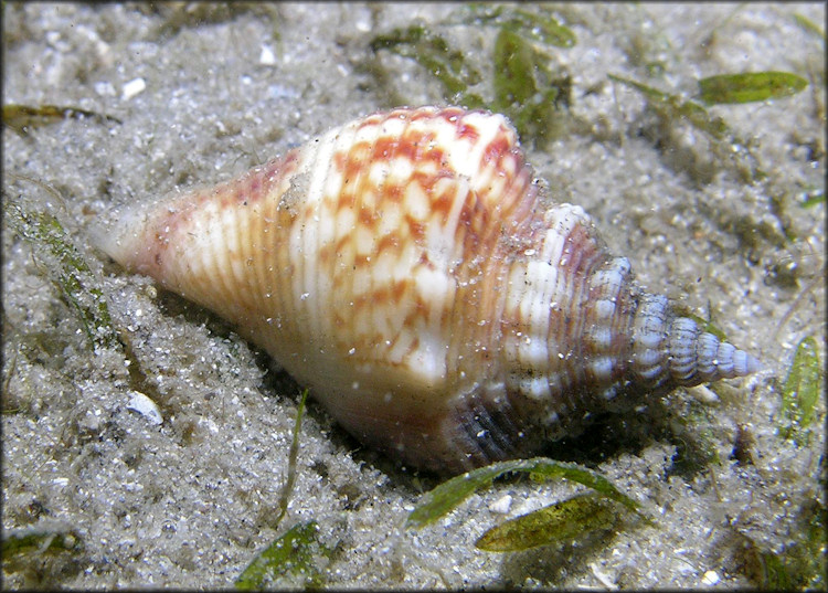 Strombus alatus Gmelin, 1791 Florida Fighting Conch Living Juvenile In Situ