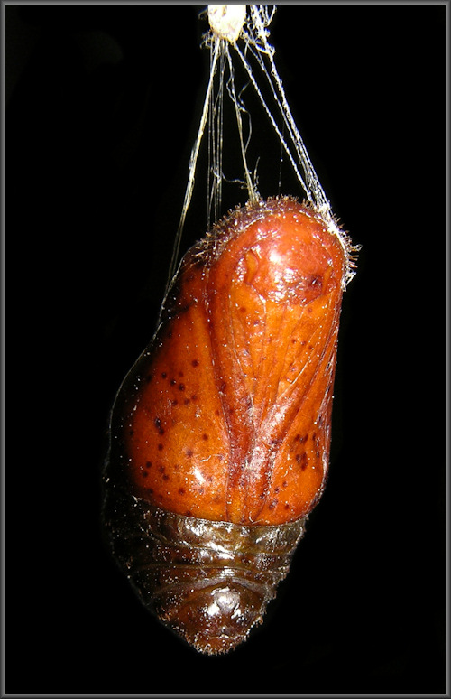 Atala [Eumaeus atala] Chrysalis