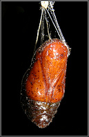 Atala [Eumaeus atala] Chrysalis