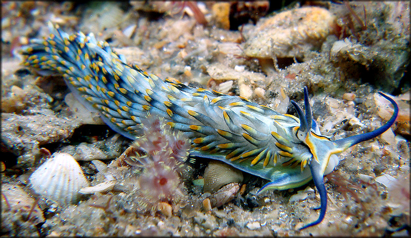 Cerberilla potiguara Padula and Delgado, 2010