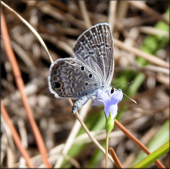 Ceraunus Blue [Hemiargus ceranus]