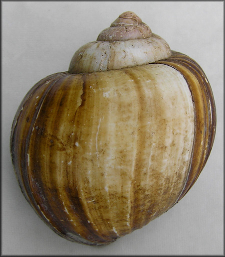 Pomacea urceus (Mller, 1774)