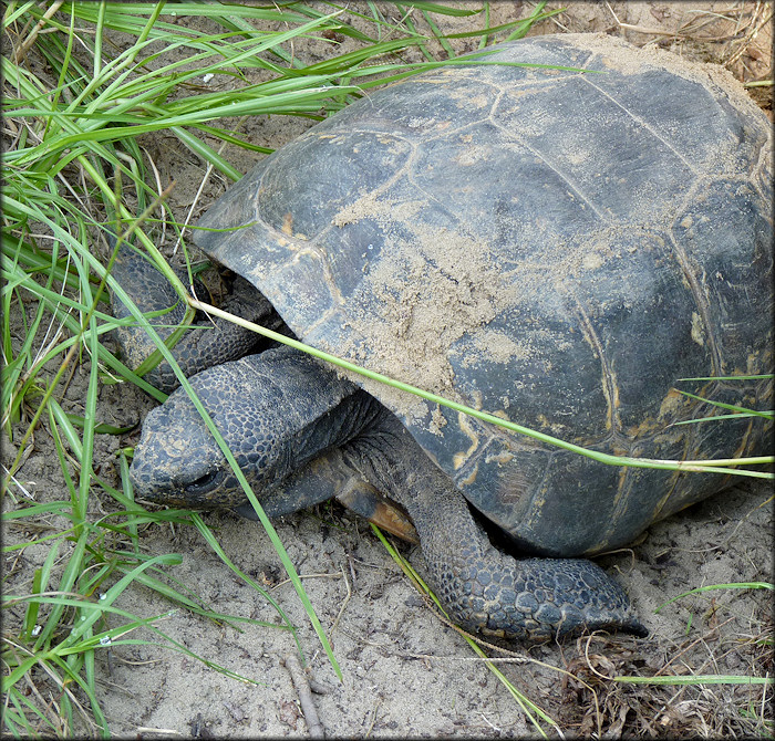 Gopher Tortoise [Gopherus polyphemus]