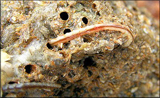 Phragmatopoma lapidosa Polychaete Reef-building Worm