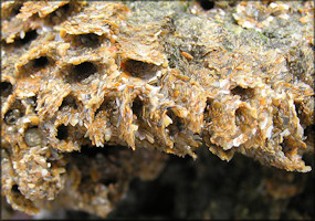 Phragmatopoma lapidosa | Polychaete Reef-building Worm