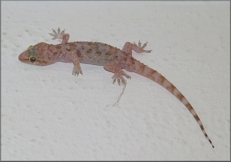 Mediterranean Gecko - [Hemidactylus turcicus (Linnaeus, 1758)]