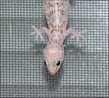 Mediterranean Gecko - [Hemidactylus turcicus (Linnaeus, 1758)]