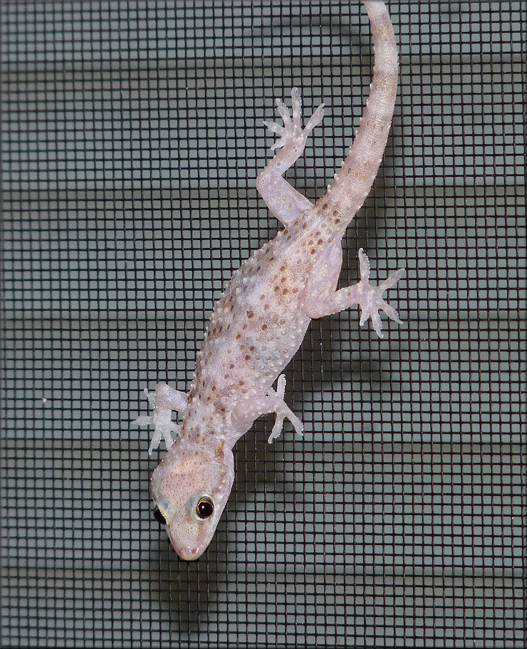 Mediterranean Gecko - [Hemidactylus turcicus (Linnaeus, 1758)]