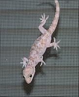 Mediterranean Gecko - [Hemidactylus turcicus (Linnaeus, 1758)]