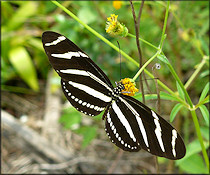 Zebra Longwing [Heliconius charitonius]