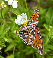 Gulf Fritillary [Agraulis vanillae]