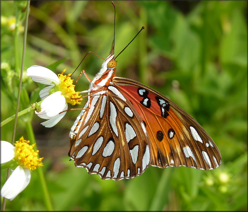 Gulf Fritillary [Agraulis vanillae]