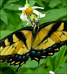 Eastern Tiger Swallowtail [Papilio glaucus]