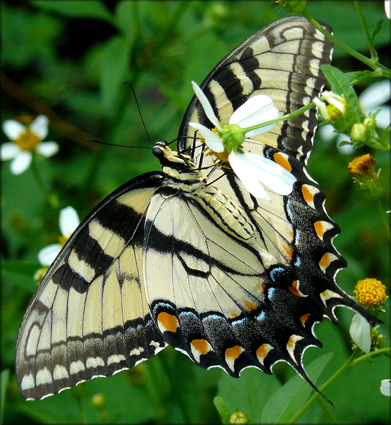 Eastern Tiger Swallowtail [Papilio glaucus]