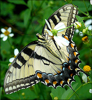 Eastern Tiger Swallowtail Papilio glaucus