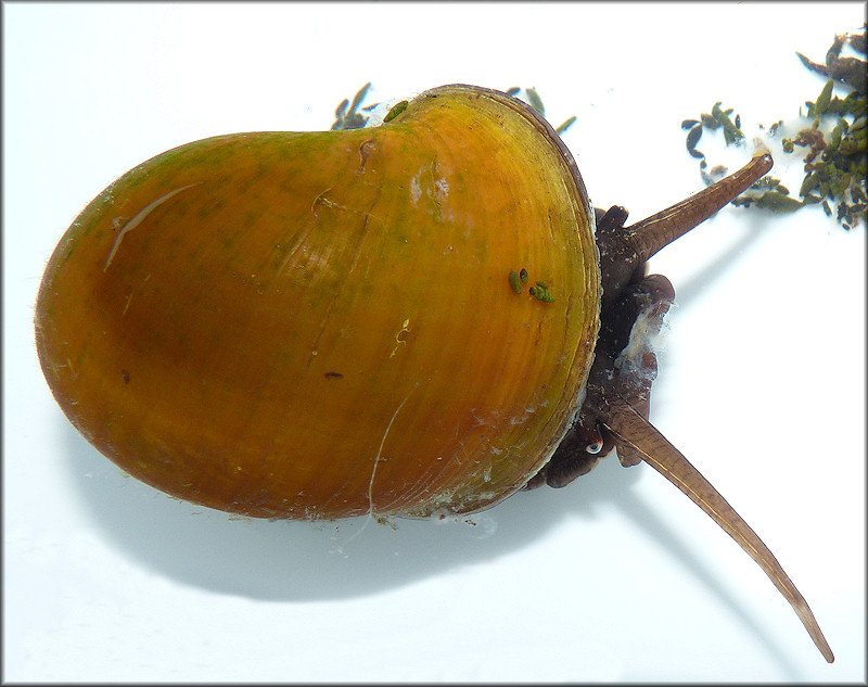 Pomacea paludosa (Say, 1829) Florida Applesnail Rare Gold Specimen